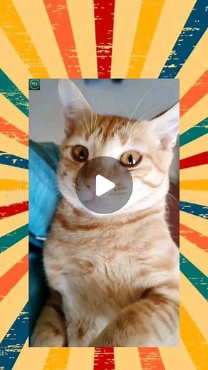 MM Vlogs on Instagram: "Cat song 😂😂Part -2 #mediamonkeys #funny #comedyvideo #funny #trending #meems #tamilcinema #tamilmeems#trending #funnyvideos #funny #funny"