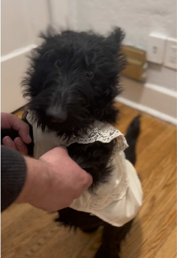 Hello Scottie Hugo on TikTok