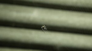 Spider Make Cobweb Under Roof 库存影片视频（100% 免版税）1018074994 | Shutterstock