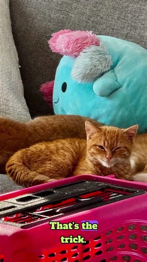 How scammers use chaos to gain control #brainscience