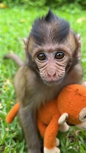 monkey and trunk#monkey #trunks