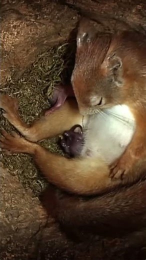 Squirrel Species | The mother squirrel gave birth to such adorable babies!
