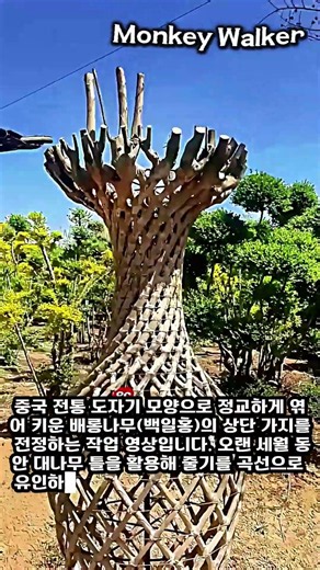 중국 전통 도자기 형태 배롱나무 조경 관리 지침 #worker #process #landscape #craftsmanship #botany