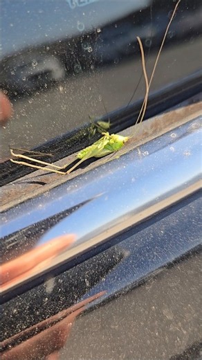 The Tragic Death Of Mr. Jiminy Cricket #Pinocchio #disney #grasshopper
