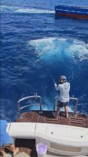 Tuna feeding frenzy!