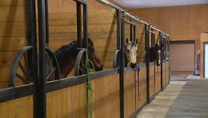 Strangles forces quarantine of horses at Southern Alberta Equine Centre