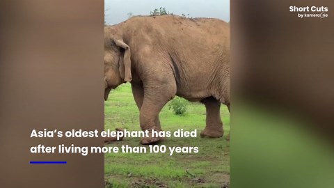 Asia's oldest elephant Vatsala dies aged over 100 in India