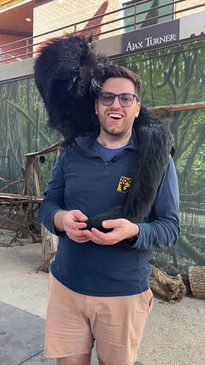 Fascinating Binturong Facts: Weight, Fur, and Behavior