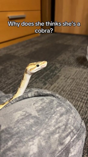 Ball Python