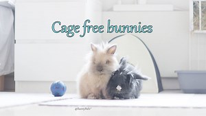 179K views · 1.8K reactions | (Watch in HD) We want more bunnies to have a cage free, indoor living life! :) Reminder: Get your bunny adopted from a local shelter or from a serious breeder. Don't support pet stores or bad breeders! And also, bunnies are a 10+ year commitment. | BunnyMelv | Facebook