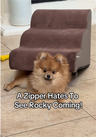 A #zipper is in danger at our house #rockythepompom #pomeranian #dogsoftiktok #dogtoy