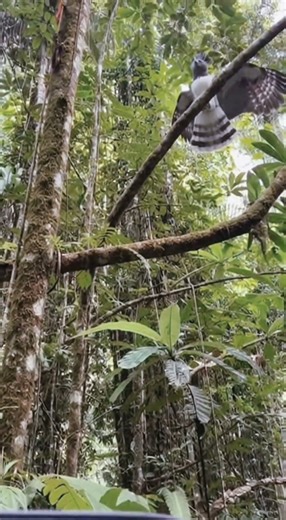 Red Monkey vs. Harpy Eagle: Who Survives?