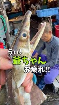 さっきまで泳いでた『鱧（ハモ）』を祖父に捌いてもらいました🐟‼️ #船長の日常 #淡路島