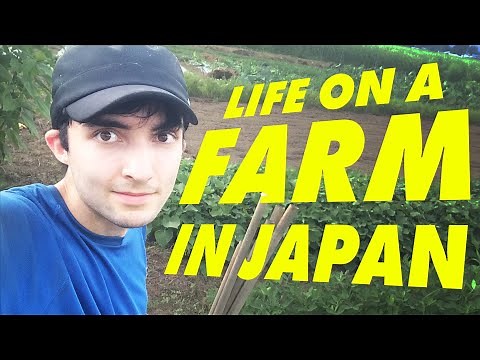 My Life on a Japanese Farm (WWOOF JAPAN)