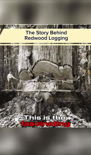 Intereating history behind redwood logging #california #redwoods #redwoodforest #documentary #history #timber #outdoors #informative