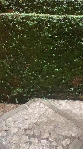 NOU PA MET TENIS IZÈ🔥🔥@Mrs_NaNa💝😝👑 @22fbi D&S @Nonly @plugla__for_real🪄🏴‍☠️💚 #virall #viraltiktok #vues