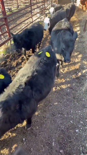 Test your skills #counting #cattle #farmlife #ranching #cows #game #test #quiz #fyp #cow #gamer #🫵