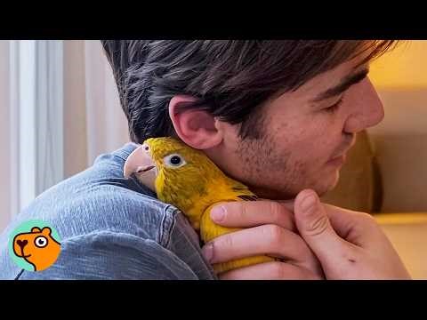 Man Adopts A Shy Parrot. Now He Is Glued To His Shoulder | Cuddle Buddies