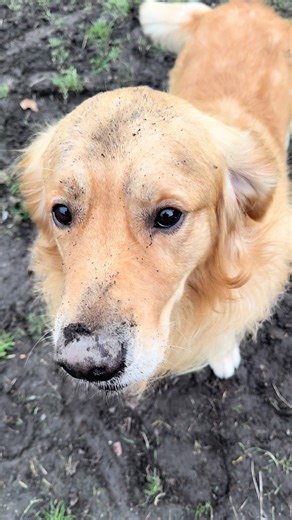 Golden Retriever's Digging Adventure
