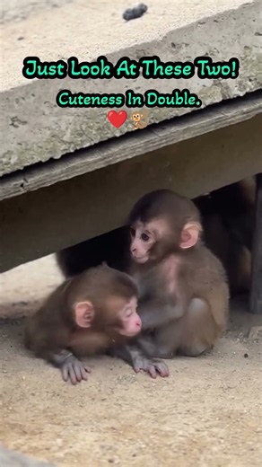 Two Baby Monkeys Playing Together — Double The Cuteness! 🐒❤️ #babymonkey #ytshorts #trending
