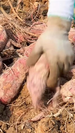 Harvesting and Selling Crops: 380 Days in Timelapse