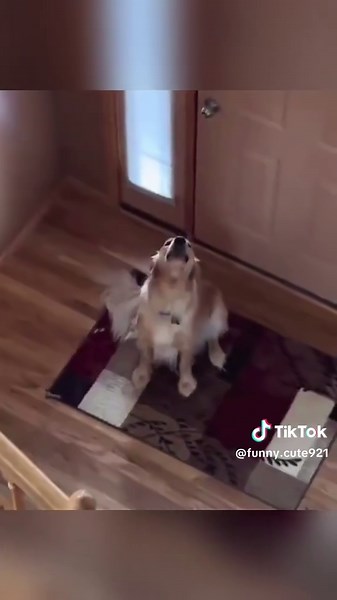 Funny Dog Antics When Left Home Alone