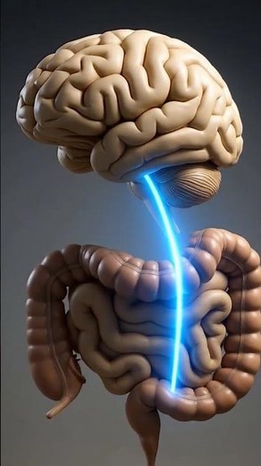 Your Gut Talks to Your Brain — Here’s How.