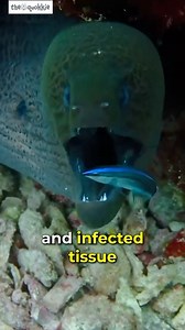 #Watch this amazingly informative video on The Bluestreak Cleaner Wrasse by @thequokkie! ⭐️ The Bluestreak Cleaner Wrasse is a small, colorful marine fish found in coral reefs throughout the Indo-Pacific region. Known for their unique cleaning behavior, these fish remove parasites and dead skin from other fish, forming important symbiotic relationships. They are also popular in the aquarium trade due to their striking appearance and active personalities. 🎥 Source: @thequokkie #scienceisfun #sci