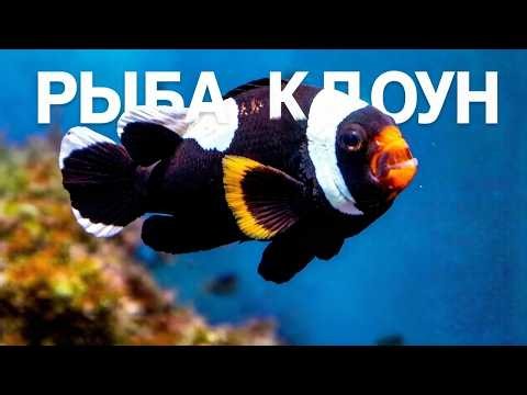A symphony of movement: the incredible grace of the black-banded clownfish