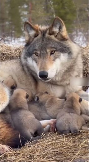 🐺❤️ Wolf Mom Nursing Her Puppies