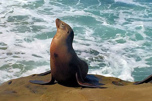 ▷ Foca » Características, Alimentación, Hábitat, Reproducción, Depredadores