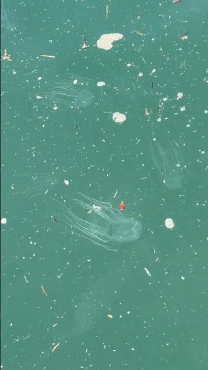 猛毒ハブクラゲが沖縄・西原町のビーチに大量漂着 数人を刺す 専門家「子どもは重症化しやすく要注意」