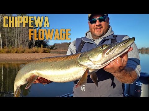 CHIPPEWA FLOWAGE MUSKY HUNT!! - November Muskie Fishing