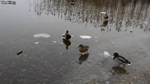 Confused duck lands on frozen pond | ViralHog