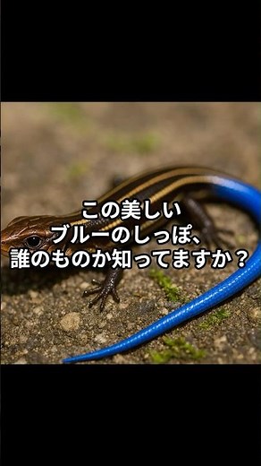 青いしっぽの正体は？ニホントカゲを見分けよう