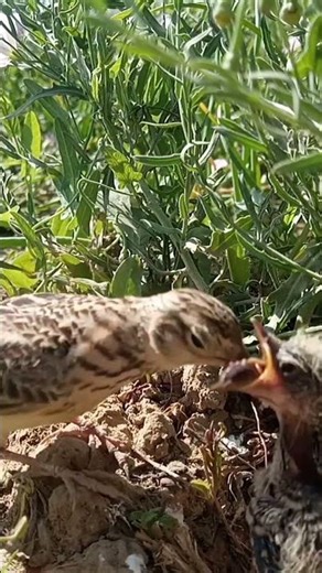 Bird feeding cockroaches to its babies #nest #birds #birdnest #nature