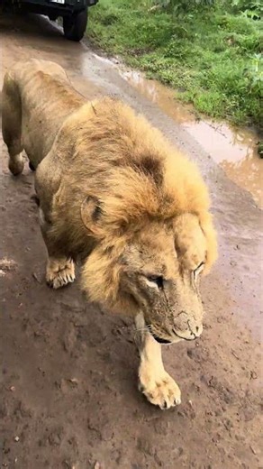 Just a lion minding his own business