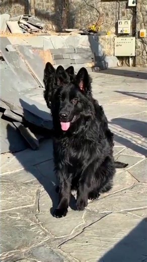 German shepherd price 10000