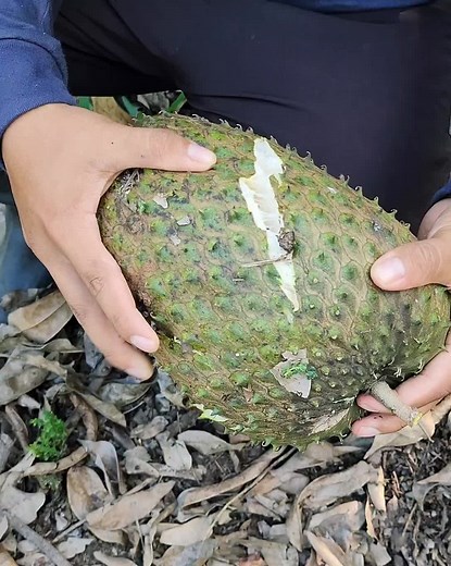 Cosechando Guanábana en la Selva del Perú