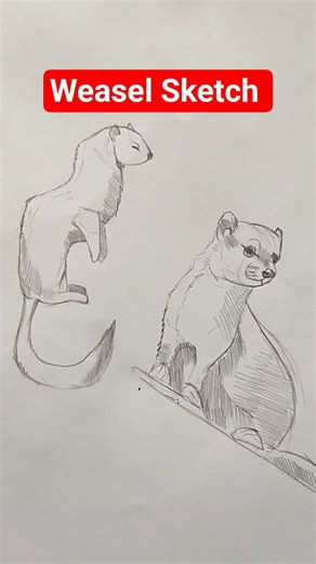 Weasel Drawing Easy |Freehand Sketching #drawing