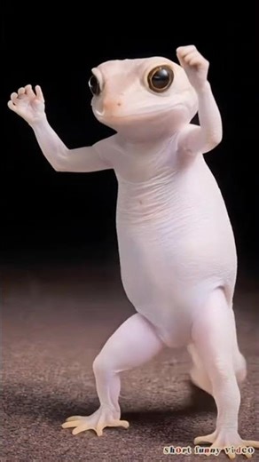 Dancing gecko😂😂😂#viralvideo #animals