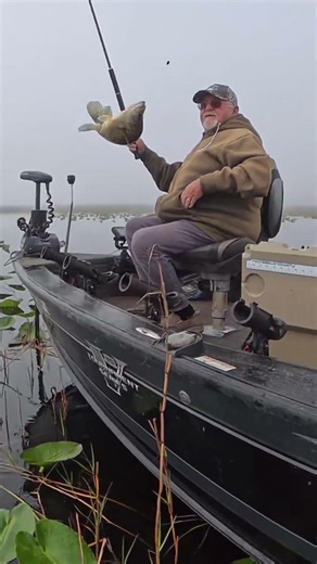 Perch Jerkin' #panfish #crappie#crappiefishing #fishing