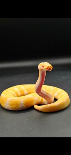 Jose Debasa and Sons on Instagram: "Is your Ball python feeling Comfortable? Tu Piton se siente comoda? #ballsandhogs #ballpython"