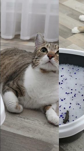 How To Reuse Crystal Cat Litter ?