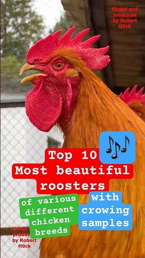 Top 10 Most beautiful roosters of fancy chicken breeds #backyardchickens #chickens #fancychickens