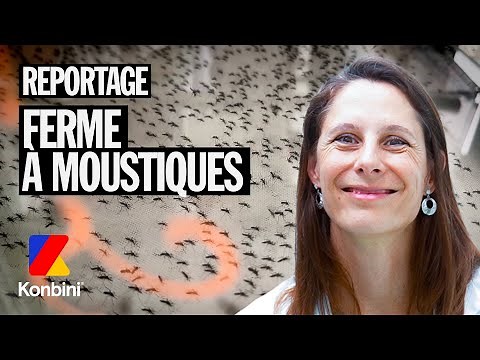 Moustiques : On perce les secrets de ces insectes aussi discrets que redoutés.