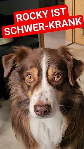 🚨 WARNUNG: ES KANN AUCH DEINEN HUND TREFFEN - HUNDE MALARIA