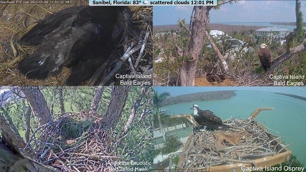 windowtowildlife - Twitch