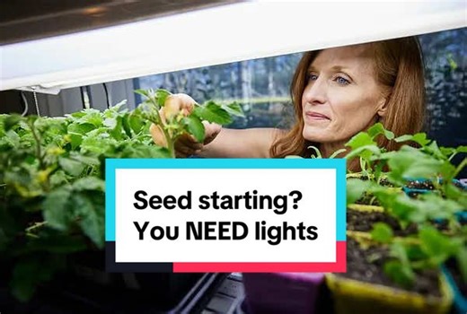 Maximize Seed Starting Success with LED Grow Lights
