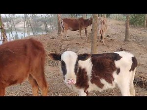 Adorable Baby Cows in Action: A Heartwarming Peek into Farm Life